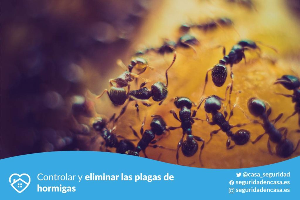 Eliminar las plagas de hormigas