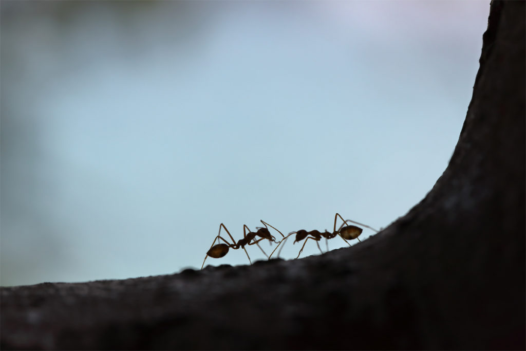 Eliminar las plagas de hormigas