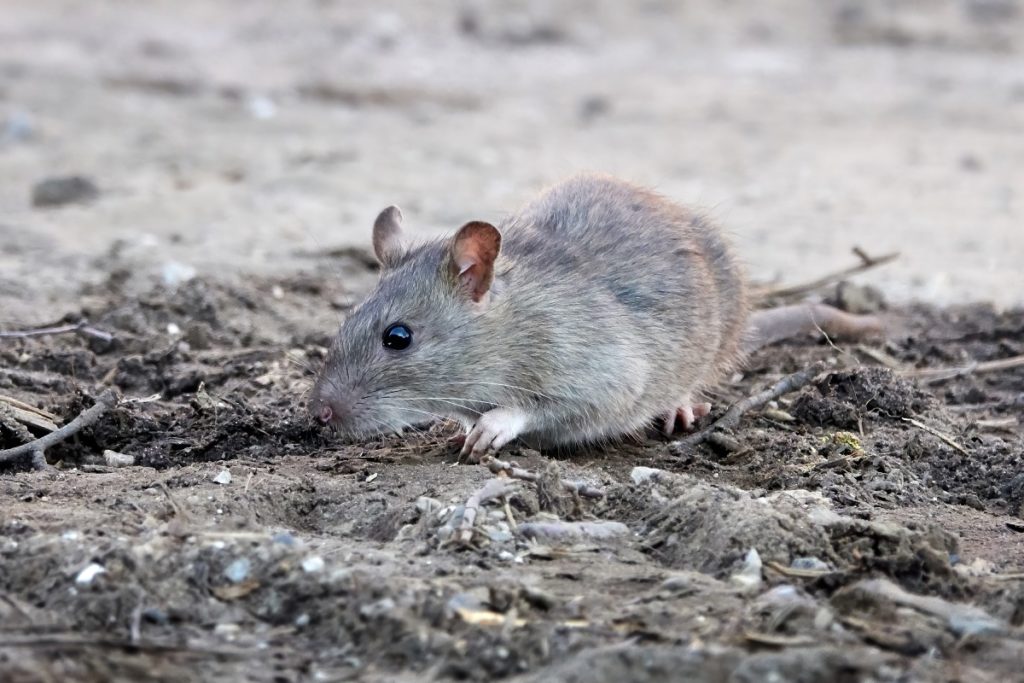 eliminar las plagas de ratas